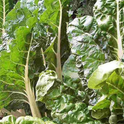 BE10 Bladbeder. Grøn (øko)