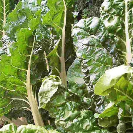 BE10 Bladbeder. Grøn (øko)