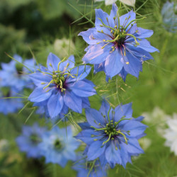 BL240 Jomfruen i det grønne (øko)