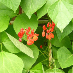 BN68 Pralbønner. Rød (øko)