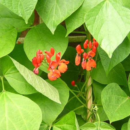 BN68 Pralbønner. Rød (øko)