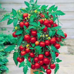 Busk-/stuetomatplanter. (øko)