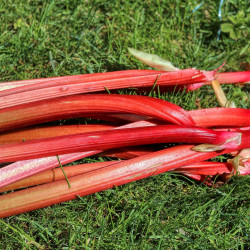 RH10 Rabarber frø (øko)