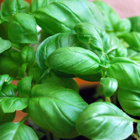 PL140 Basilikum. Grøn. (øko)