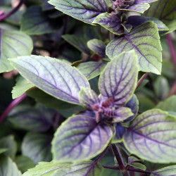 PL154 Basilikum. Flerårig. Rød. (øko)