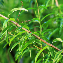 PL175 Citron-Verbena. (øko)