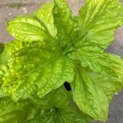 PL141 Basilikum. Kæmpe. Grøn. (øko)