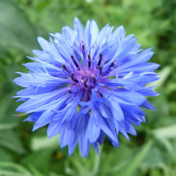 BL300 Kornblomst (øko)