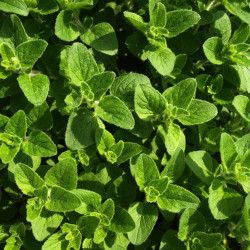 PL410 Oregano. Græsk. (øko)