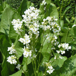 Peberrod. Planter (øko)