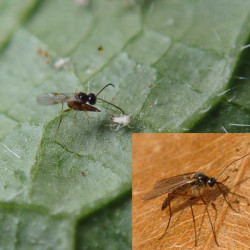 SB105 Bladlusgalmyg og bladlussnyltehvepse