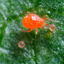 SB180 Spinderovmider