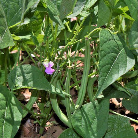 BN10 Buskbønner. Grøn (øko)