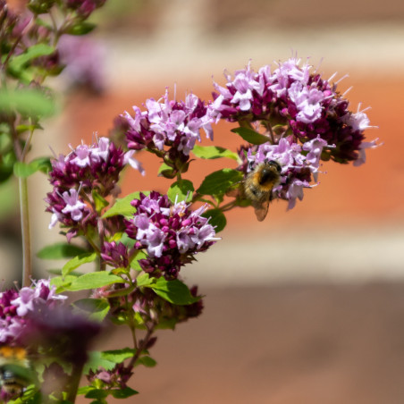 Oregano. Græsk (øko)