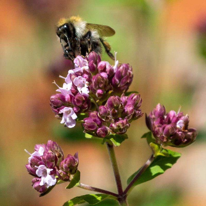 Oregano. Græsk (øko)