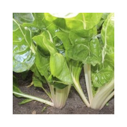 Sølvbede. Grøn (øko)