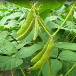 BN70 Edamame bønner (øko)