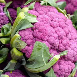 Blomkål. Sommer. Lilla (øko)