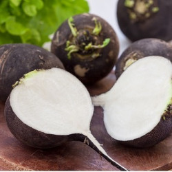 Ræddike. Rund. Sort (øko)