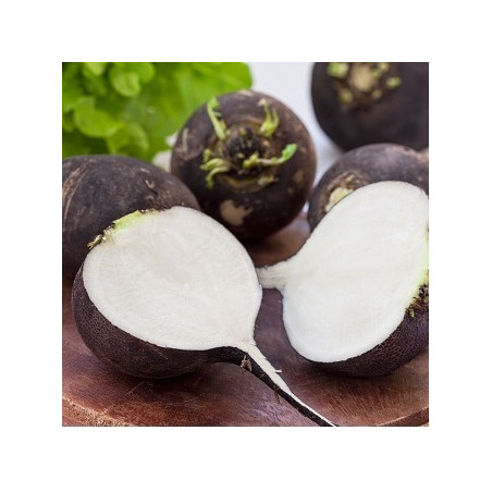 Ræddike. Rund. Sort (øko)