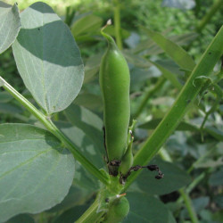 BN80 Valske bønner (øko)