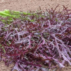 Senneps-salat (øko)