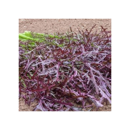 Senneps-salat (øko)