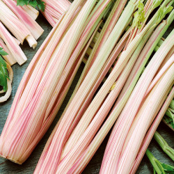 Bladselleri. Pink (øko)