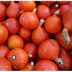 SQ10 Hokkaido. Orange (ØKO)