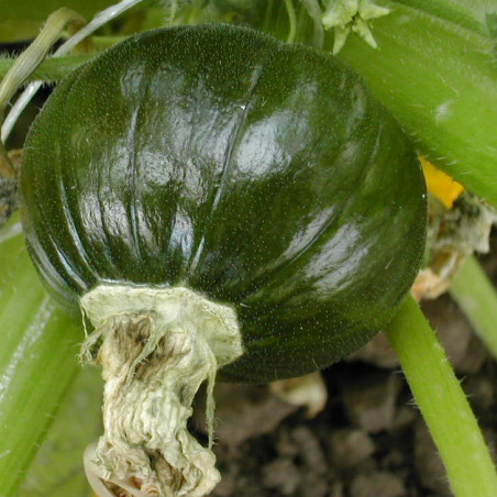 Zappalito. Vinter squash (øko)