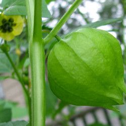 Tomatillo (øko)