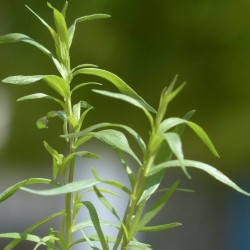 Estragon. Russisk (øko)