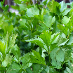 Persille. Glat (øko)