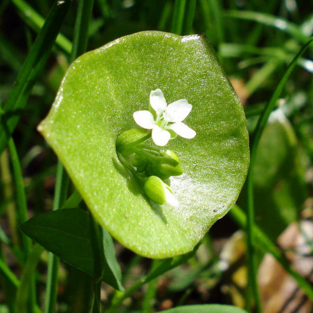 Portulak. Vinter (øko)