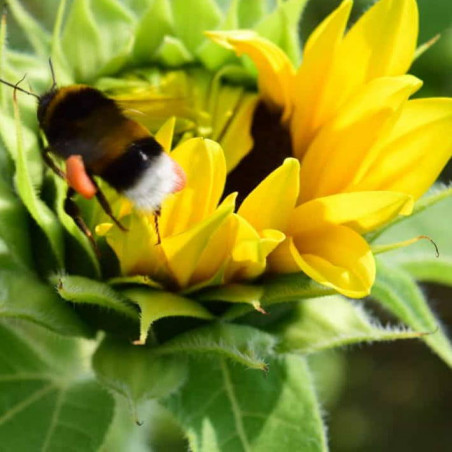 Blomsterblanding - Insekt-buffet (øko)