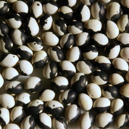 BN90 Yin Yang Bønne (øko)