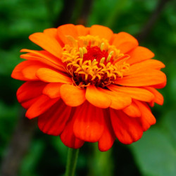 Frøkenhat. Stor  (øko)