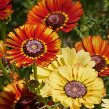 Marguerit. Sommer (øko)