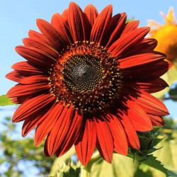 Solsikke. Rød. Velvet Queen...