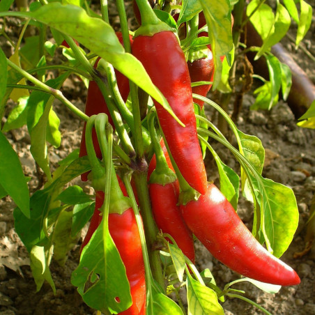 Chili. Anaheim. Mild  (øko)