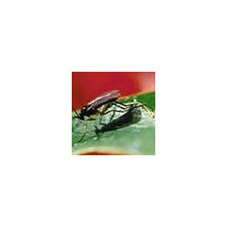 Nematoder mod sørgemyg