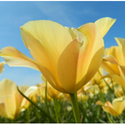 Bronze Charm. Gul (øko)