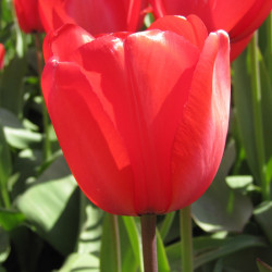 Red Impression. Rød (øko)