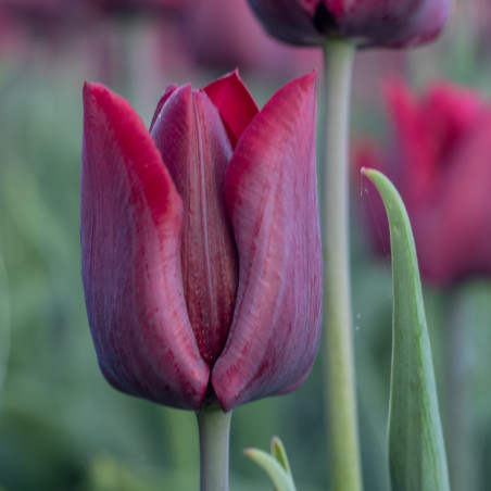 Ronaldo. Lilla (øko)