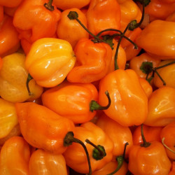 CH10 Chili. Ekstra stærk (øko)