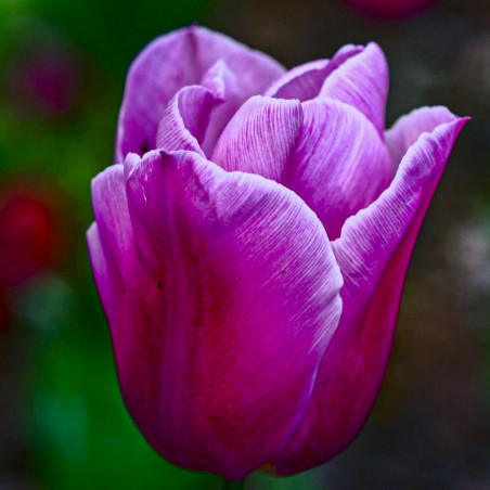Synaeda Blue. Blålilla/hvid (øko)