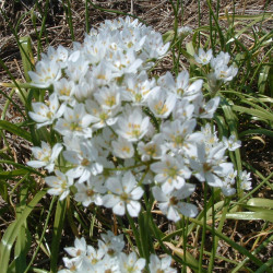 Nepalløg. Allium...