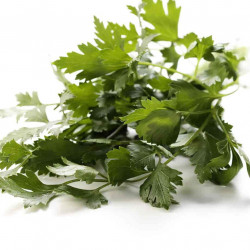 Persille. Glat-/bredbladet....