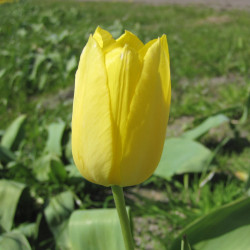 Muscadet. Gul (øko)