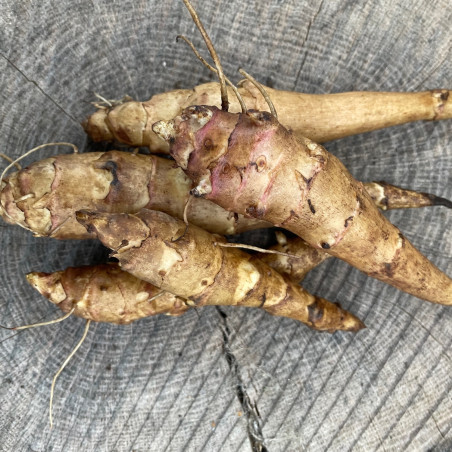 Jordskok, asparges, blomstrende. (øko)